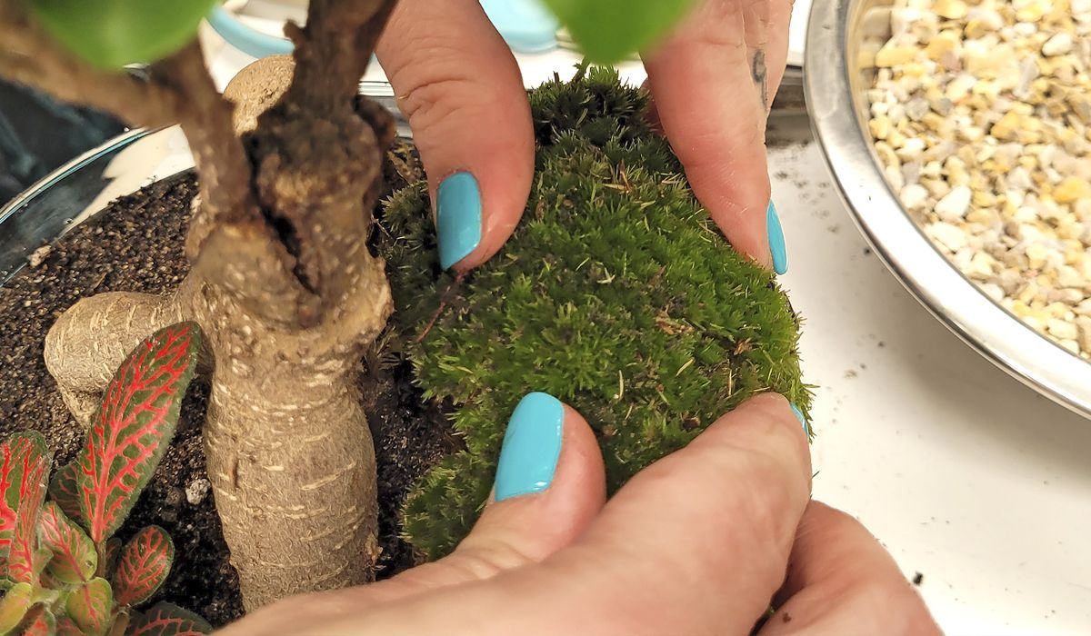 SELWAR TERRARIUM Welcome to the Jungle_inicio_3