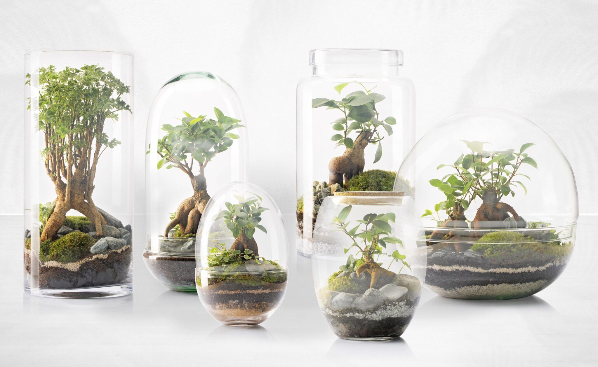 Selwara terrarium