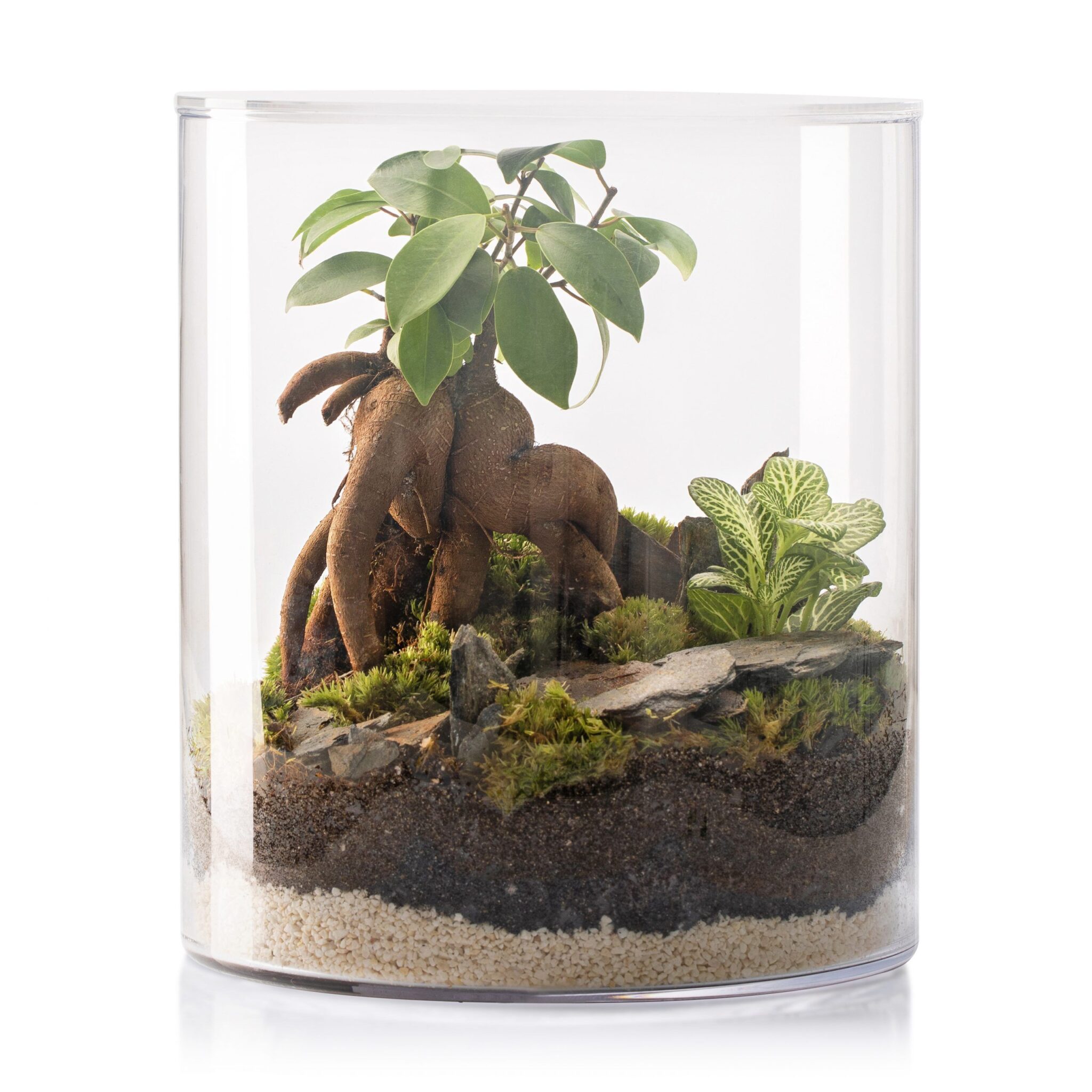 SELWARA AMAZONIA FOREST_2x3