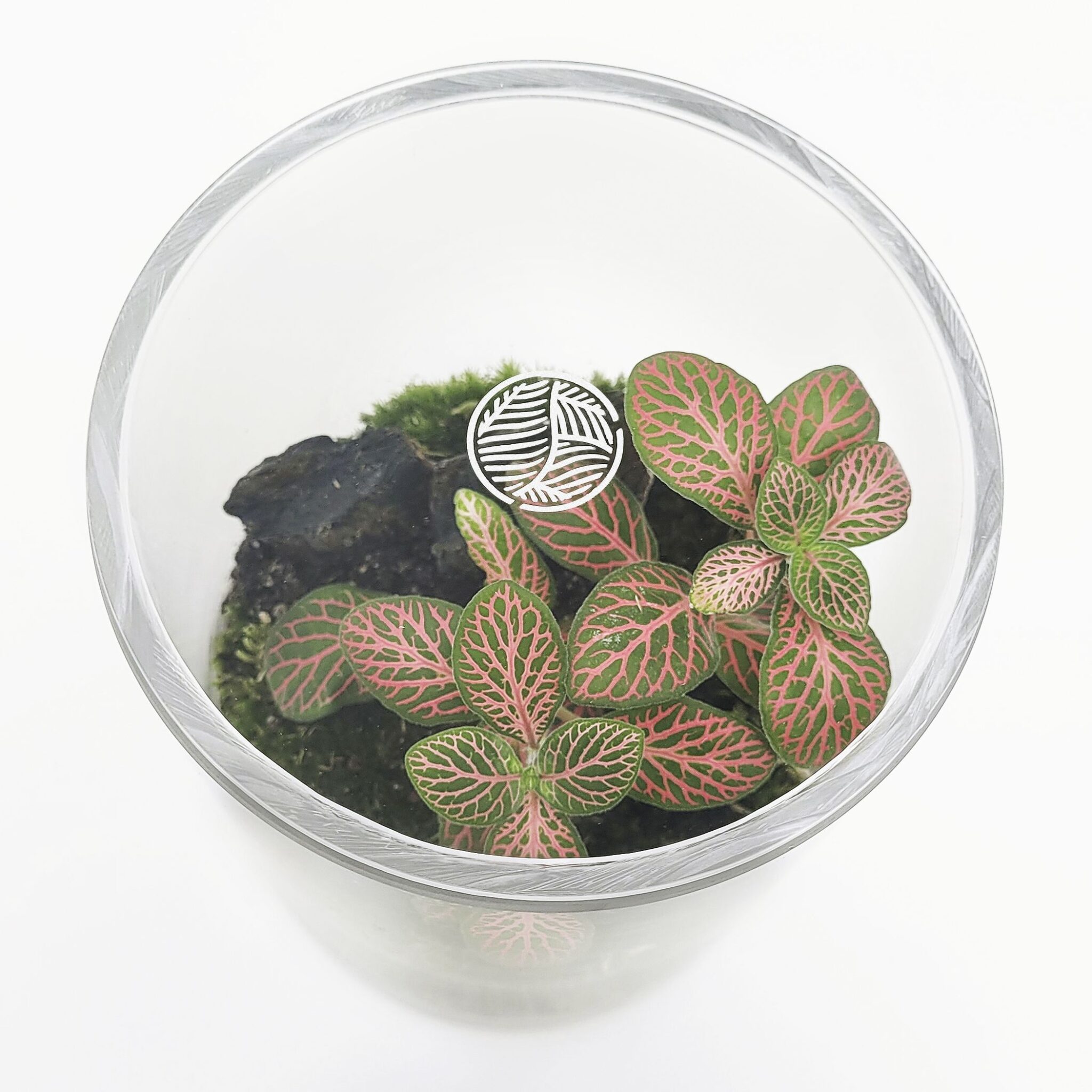 SELWARA AMAZONIA MOSS TAPA