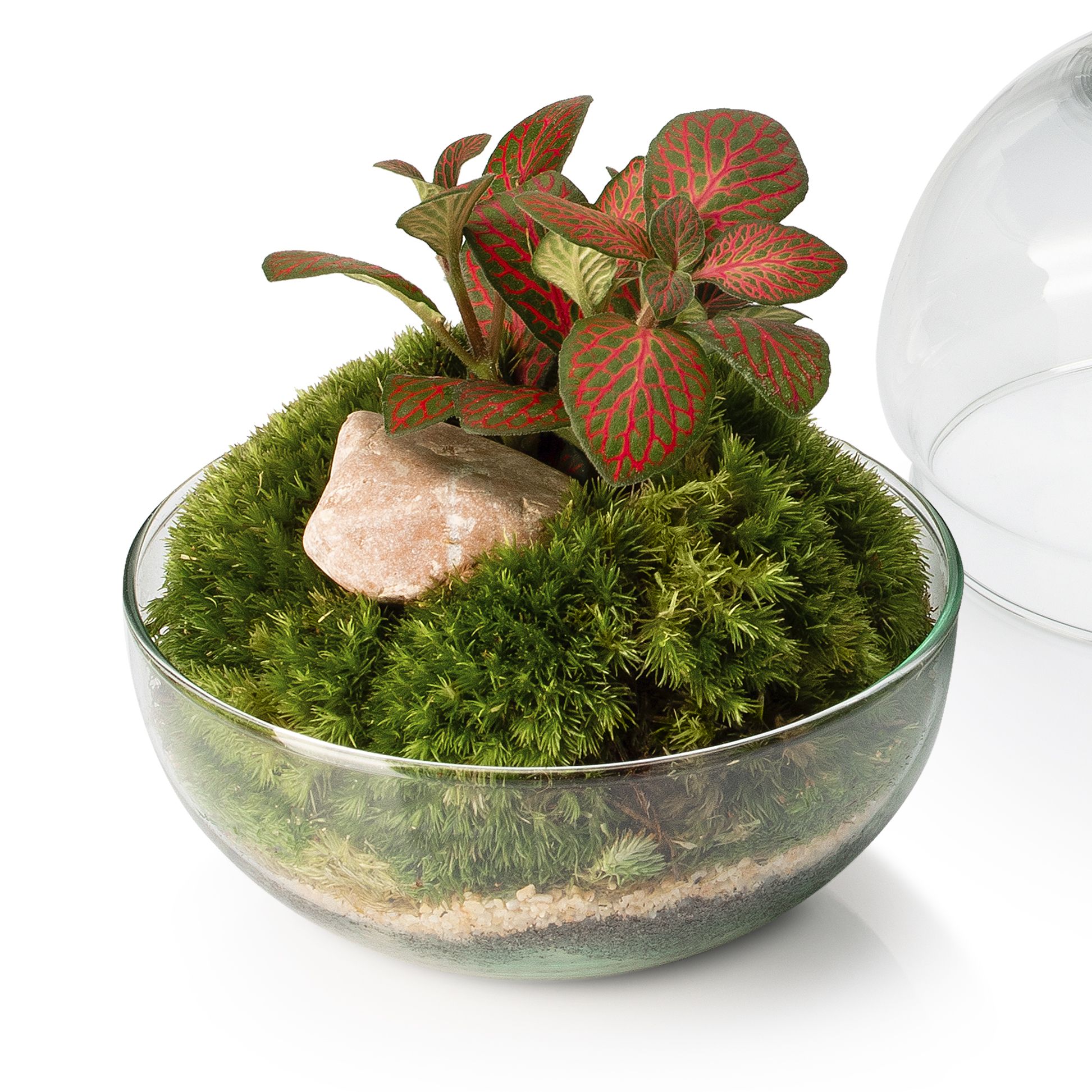 SELWARA BORNEO MOSS_PERSPECTIVA_6