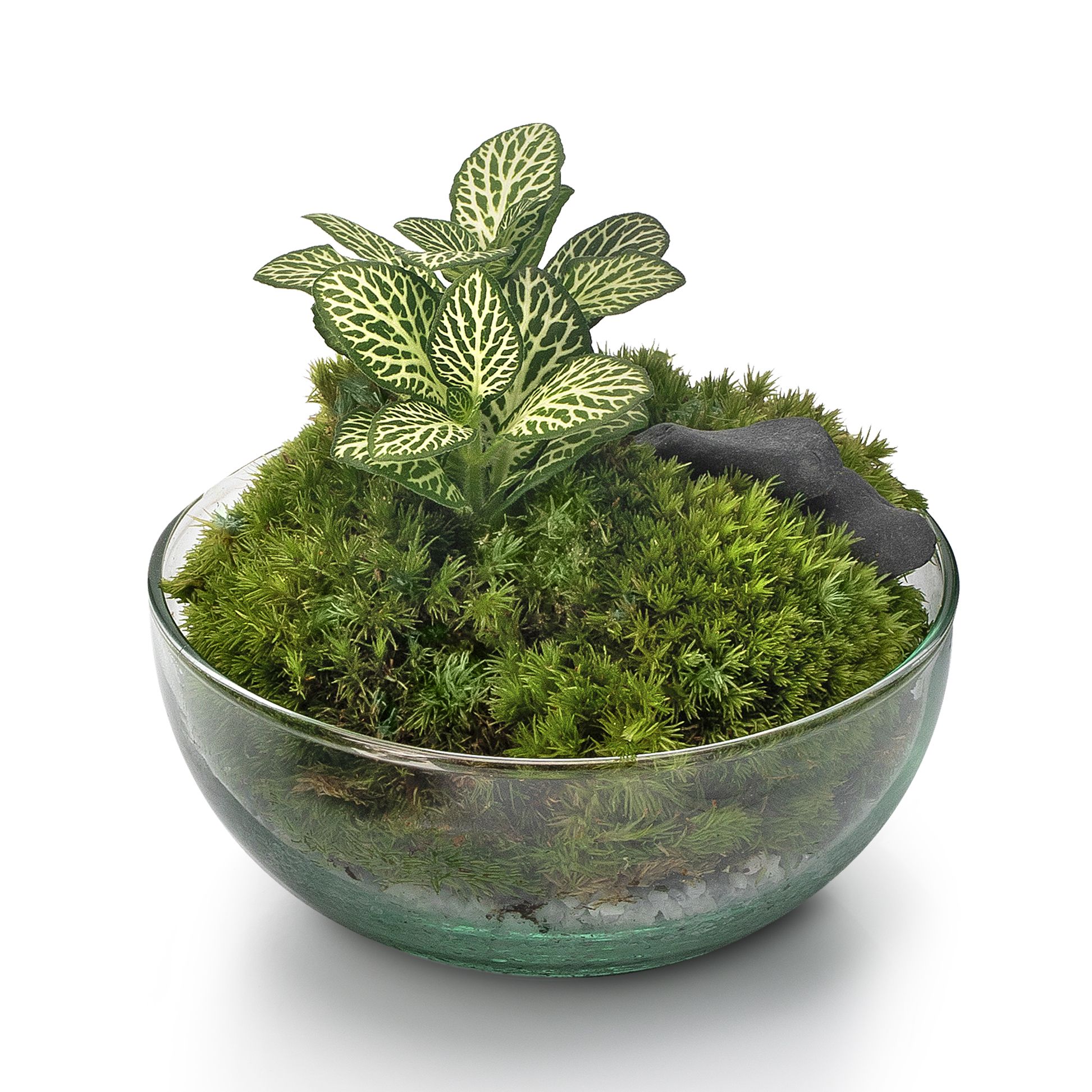 SELWARA BORNEO MOSS_PERSPECTIVA_7