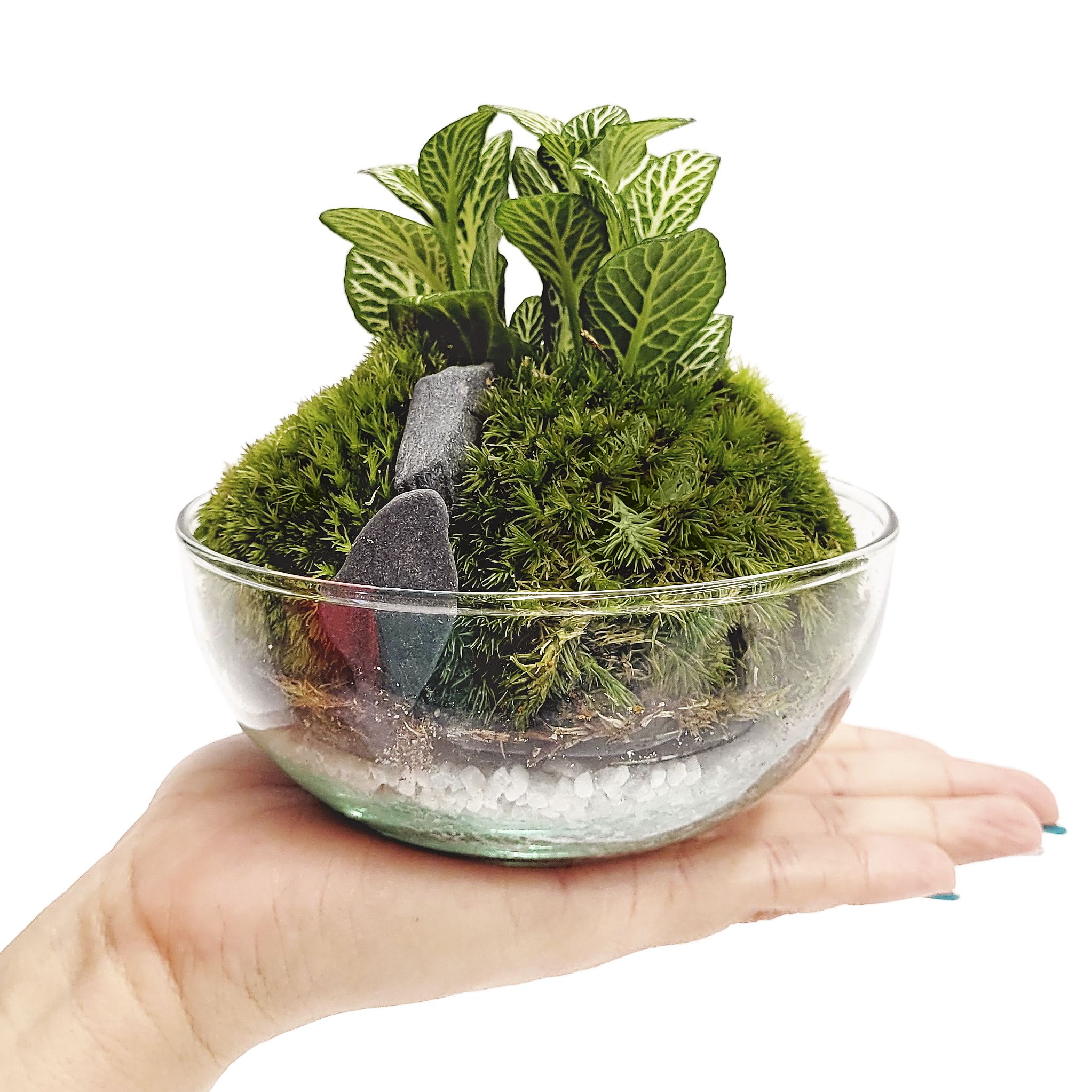 SELWARA BORNEO MOSS_con mano_3