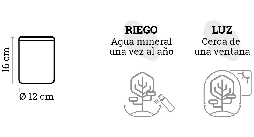 SELWARA_iconos dimensiones AMAZONIA MOSS
