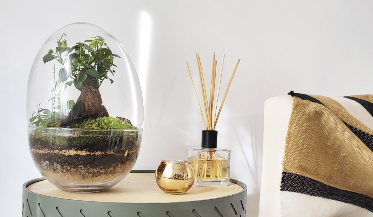 Selwara terrarium