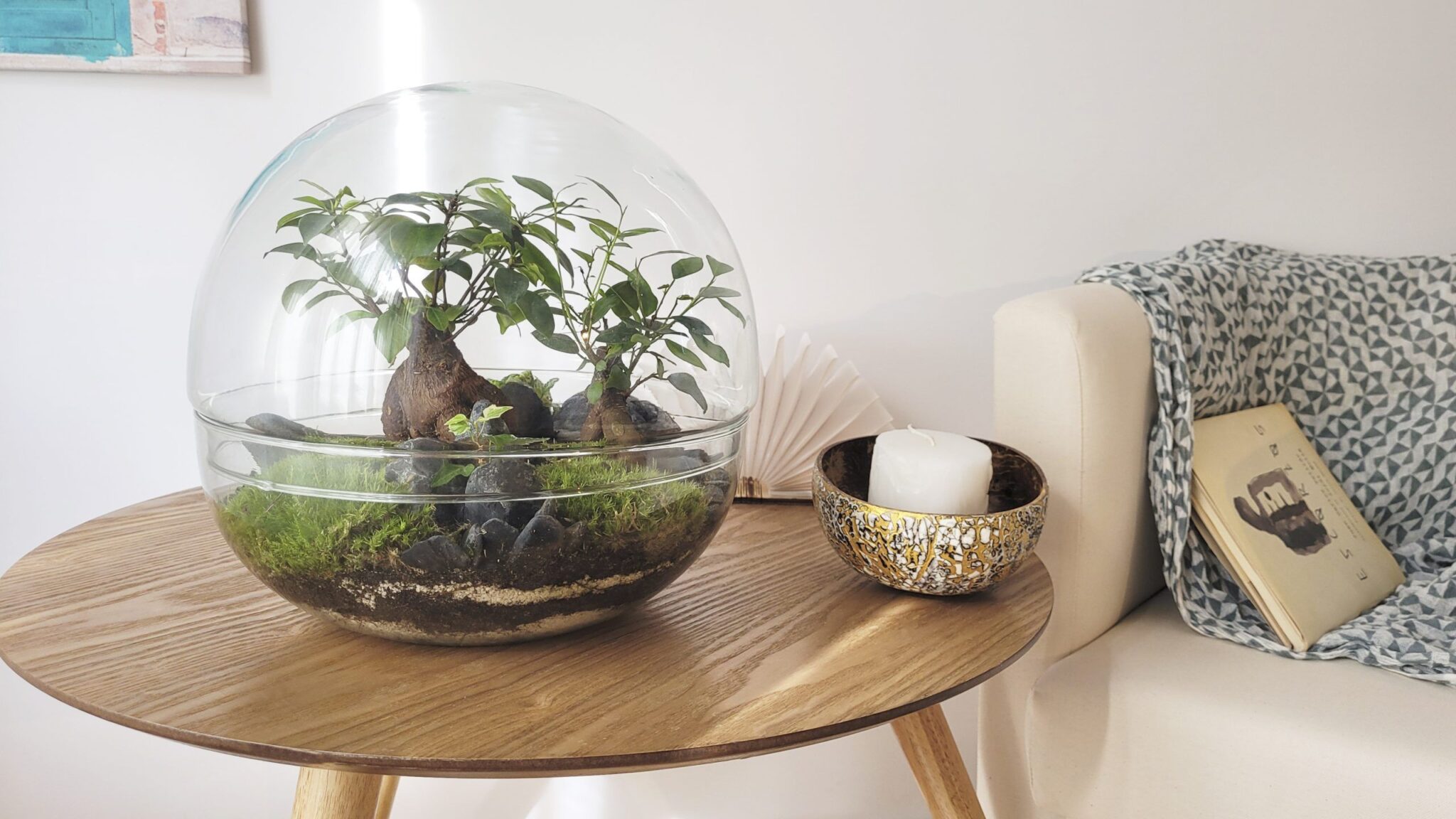 Selwara terrarium