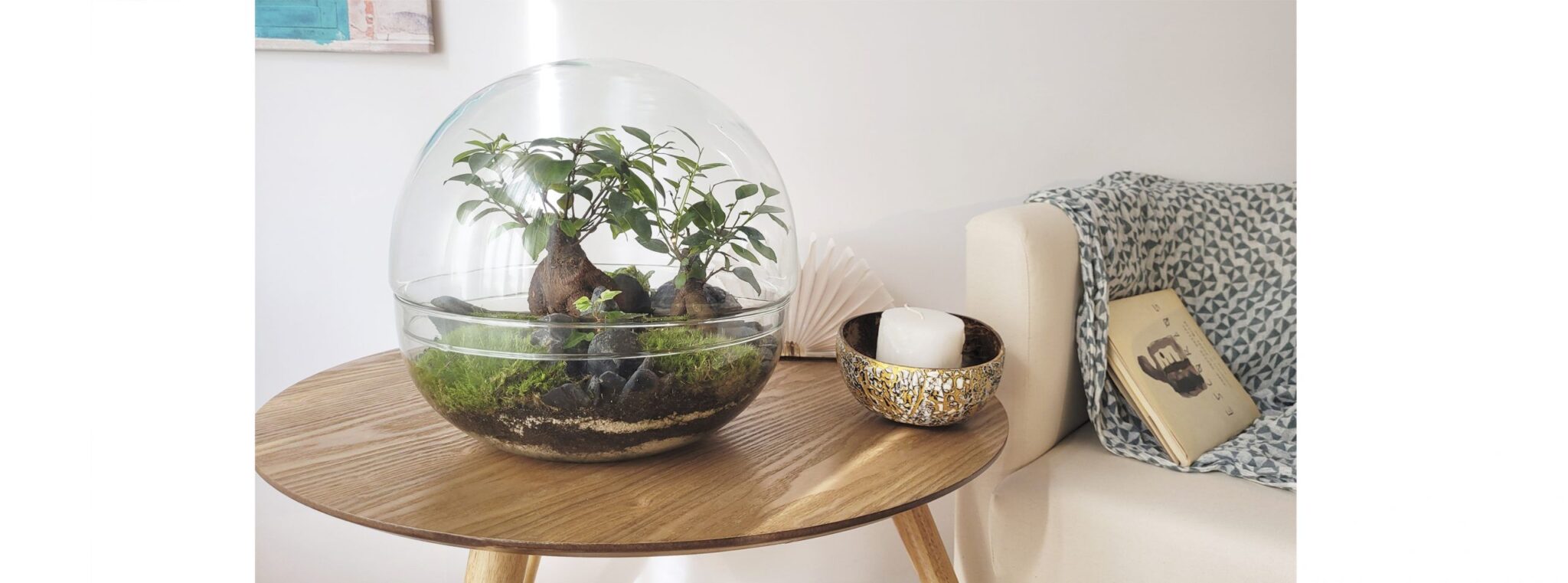 Selwara terrarium
