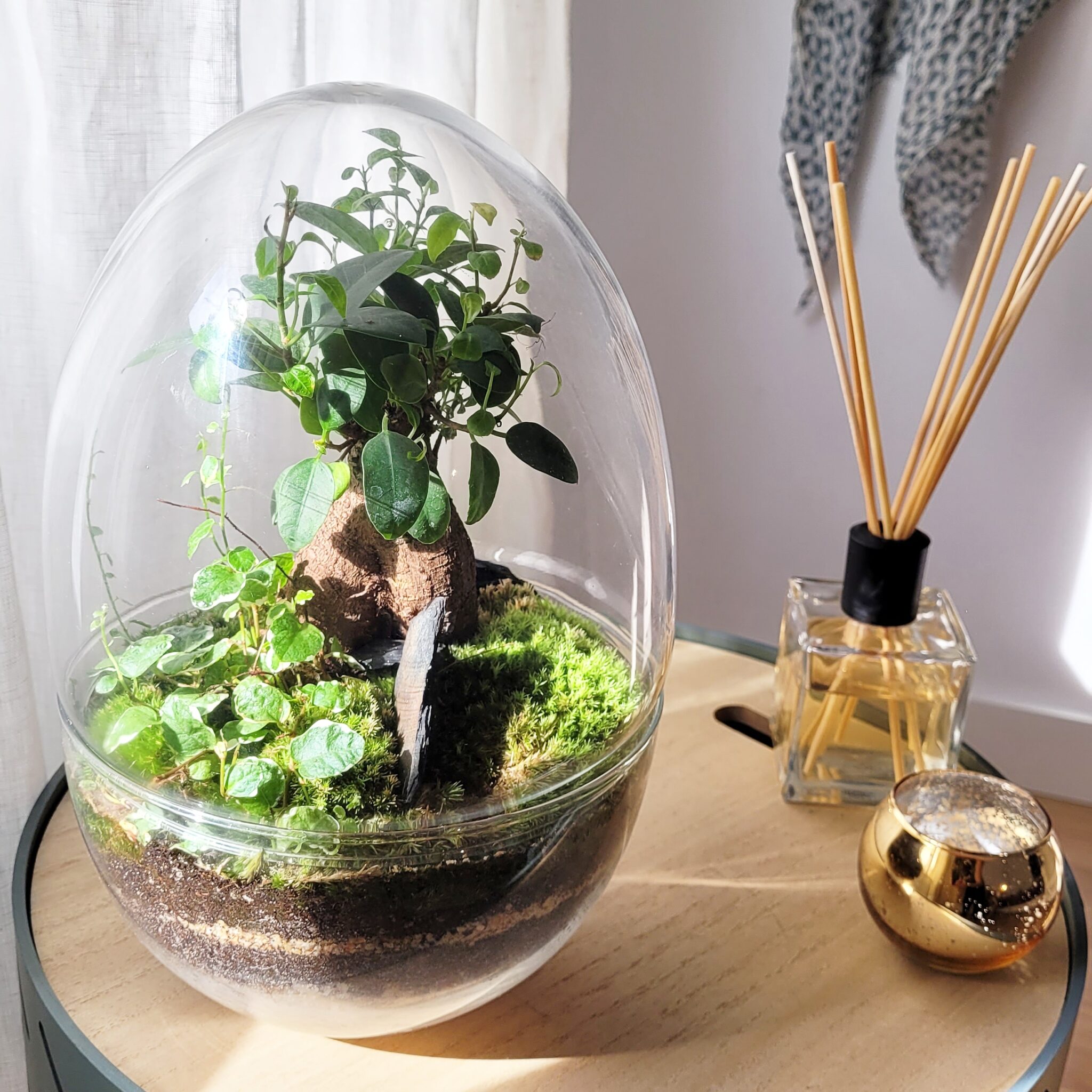IMG_20221014_085159_421 Selwatra_Terrarium