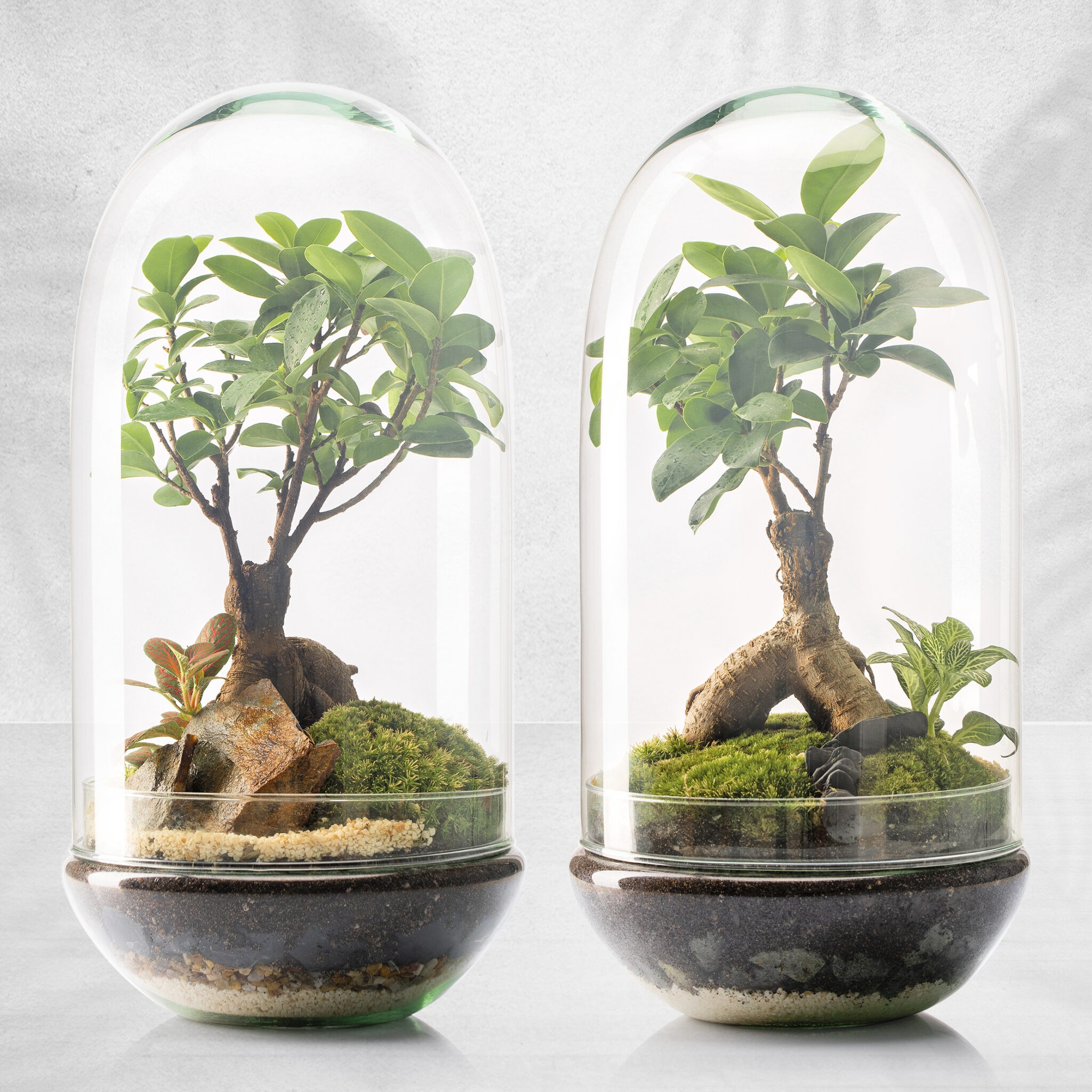 SELWARA MADAGASCAR RAIN 2 modelos Selwara Terrarium
