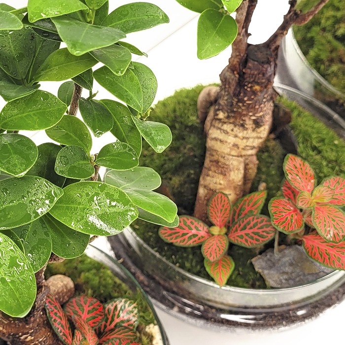 SELWARA TERRARIUM Welcome to the Jungle_inicio_3