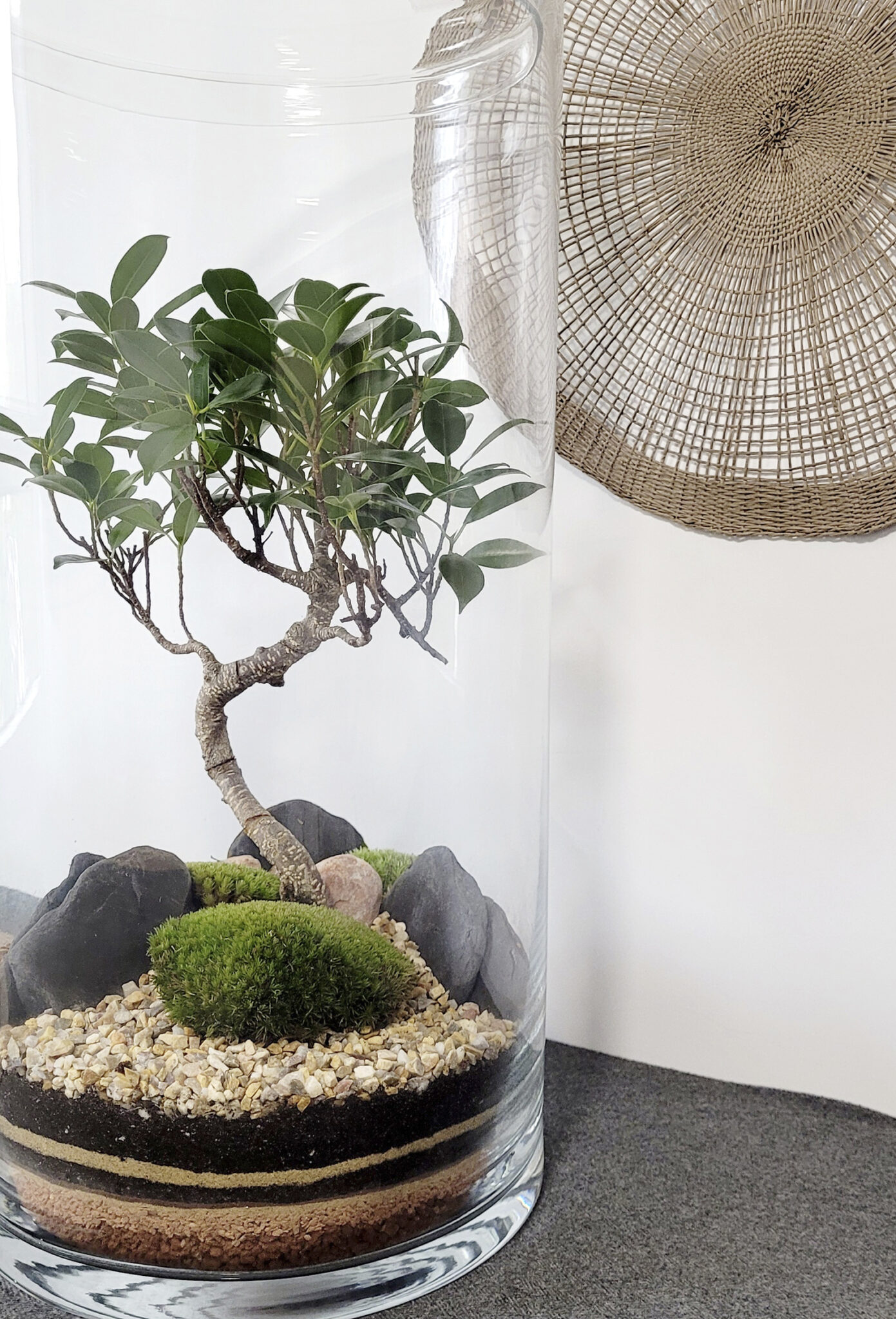 AMazonia Tower Selwara 3 Ficus Retusa 6 años 2