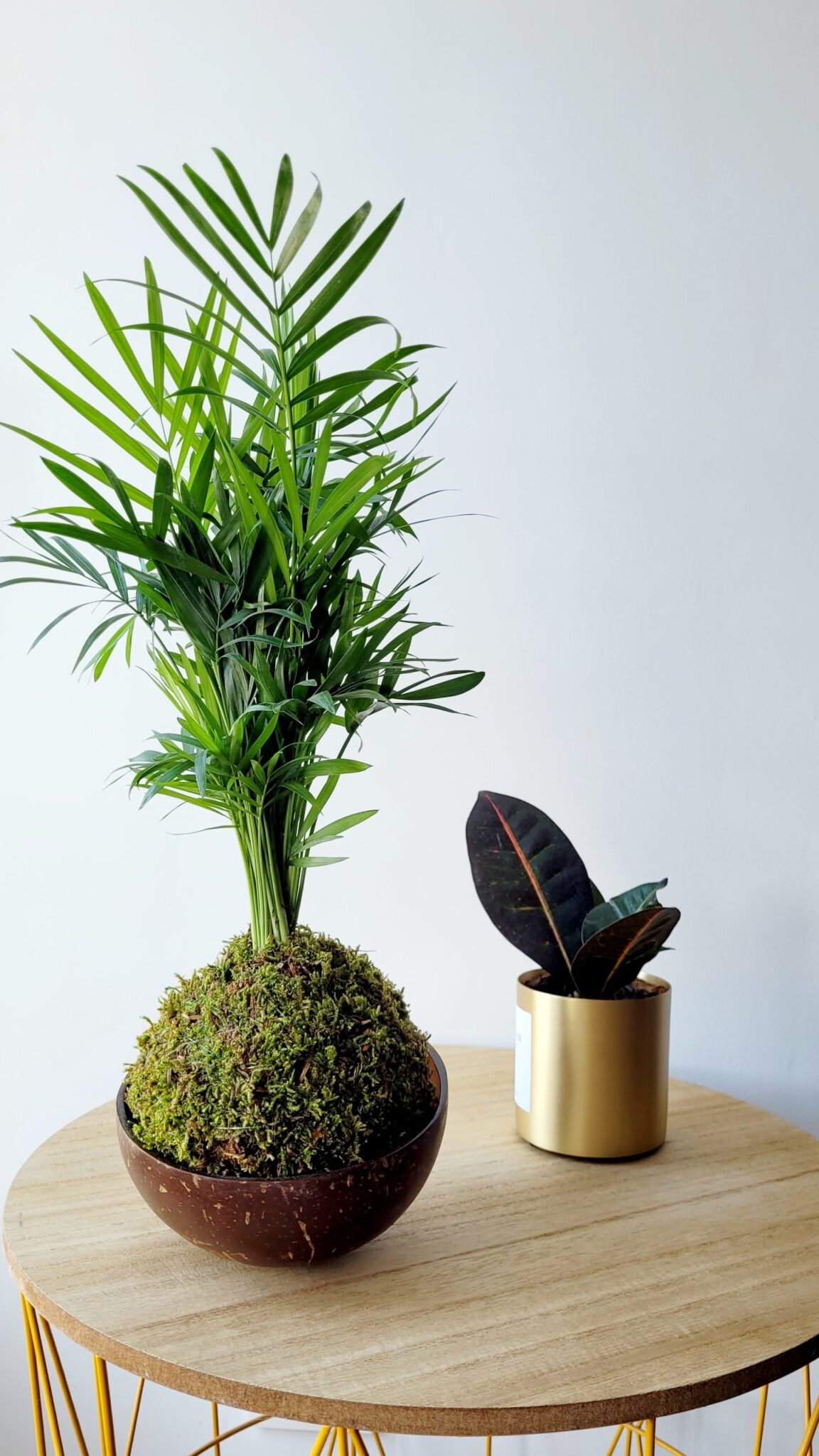 20230426_185546 Kokedama Ficus Ginseng