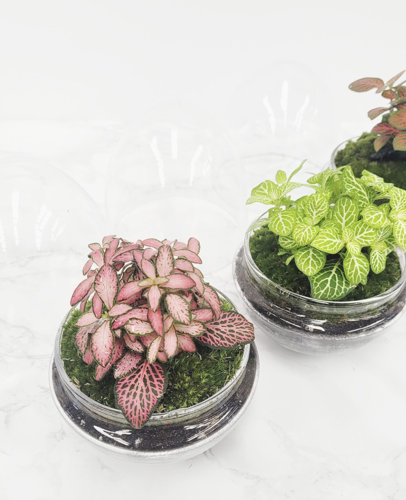 ERAWAN MOSS