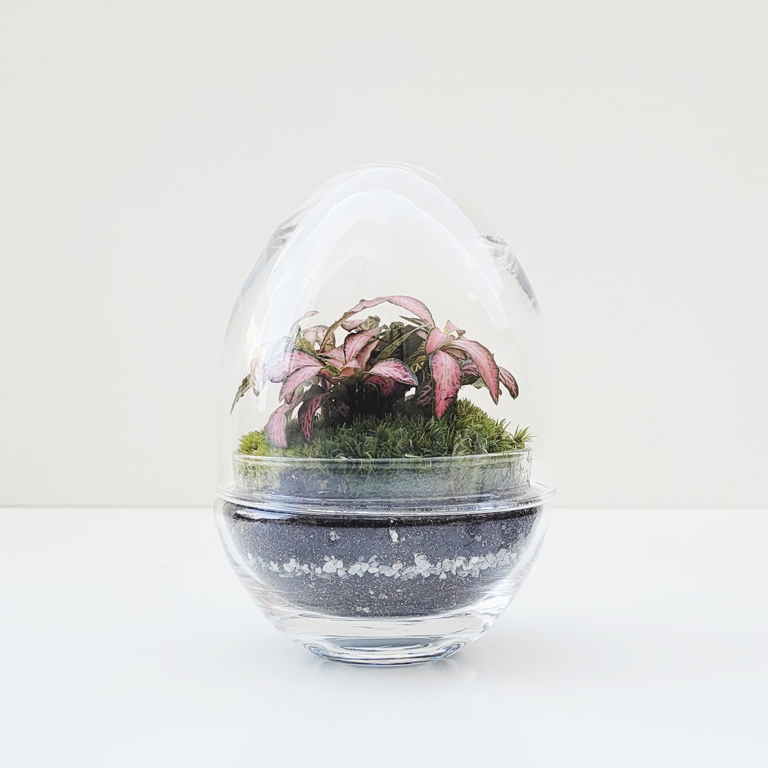 ERAWAN MOSS -terrario selwara