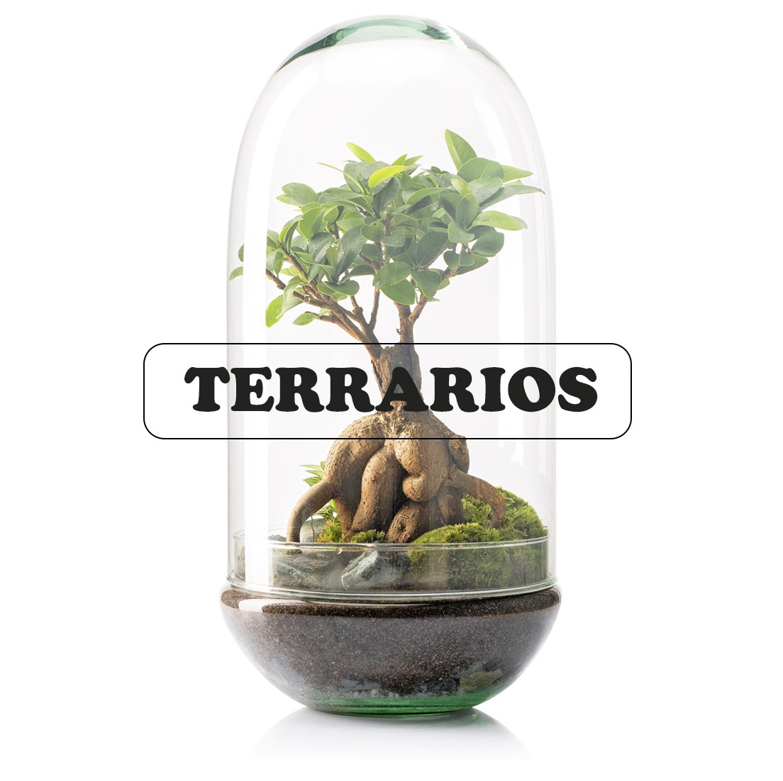 Selwara terrarium
