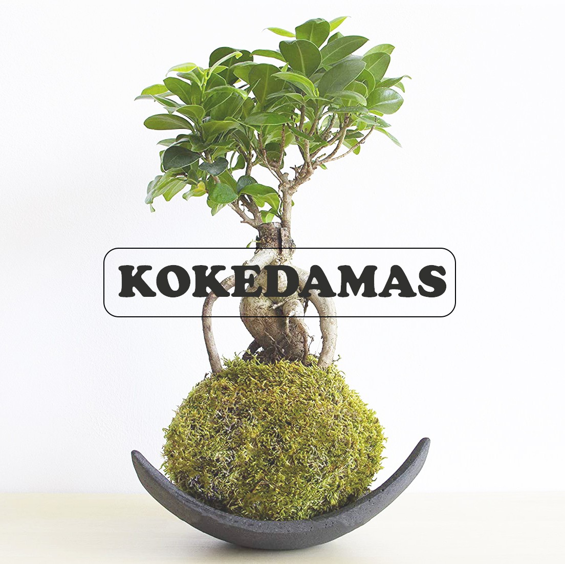 Selwara terrarium