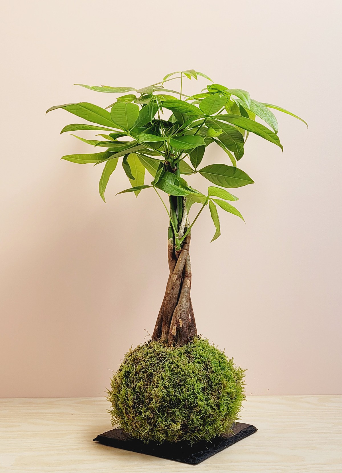 Pachira kokedama - Envoi de plantes naturelles