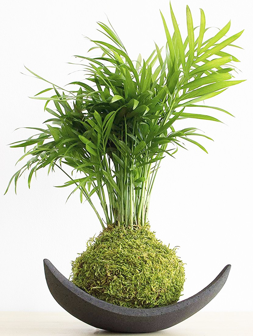 Kokedama ficchamadoerea Kokedama Ficus Ginseng