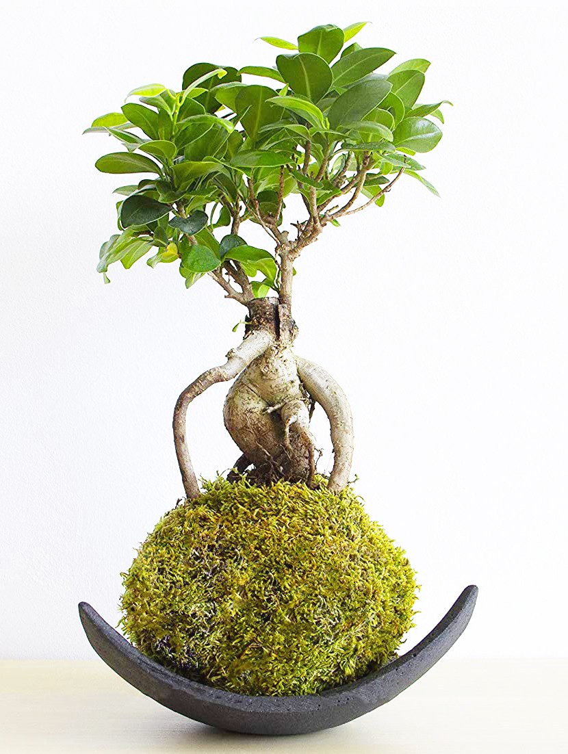 Kokedama ficus Kokedama Ficus Ginseng