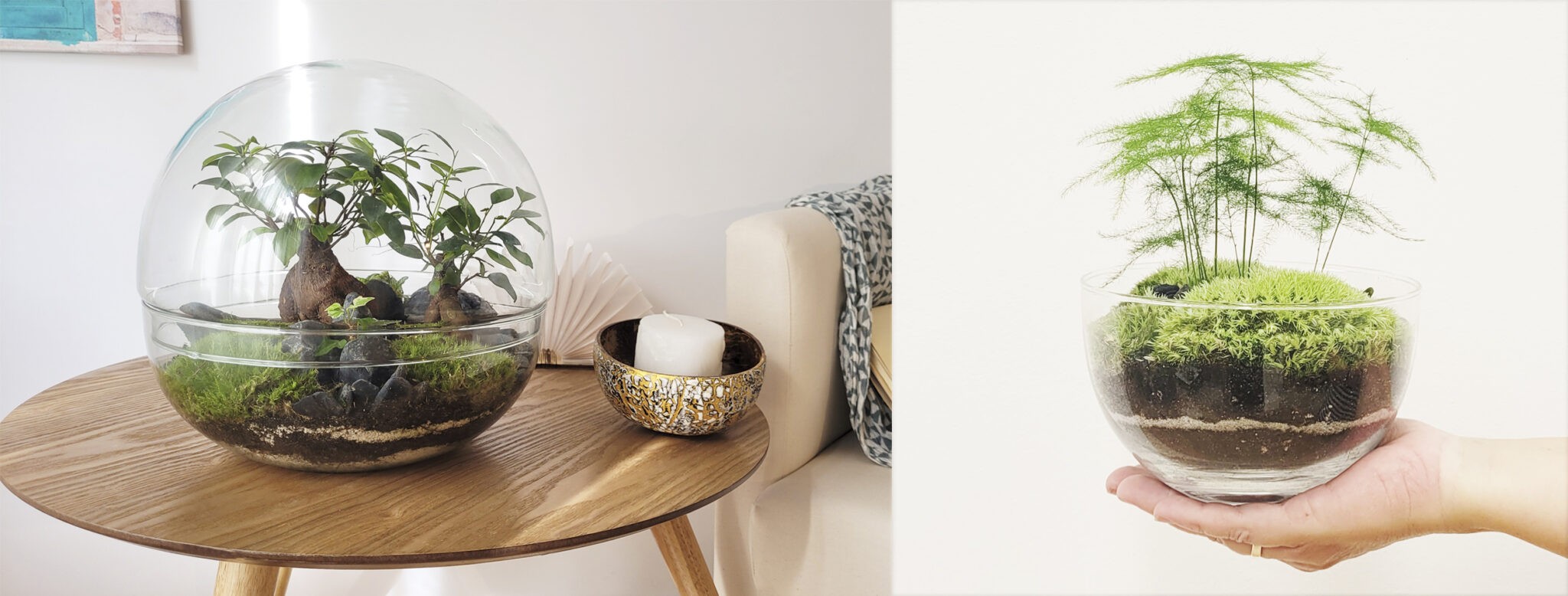 Selwara terrarium