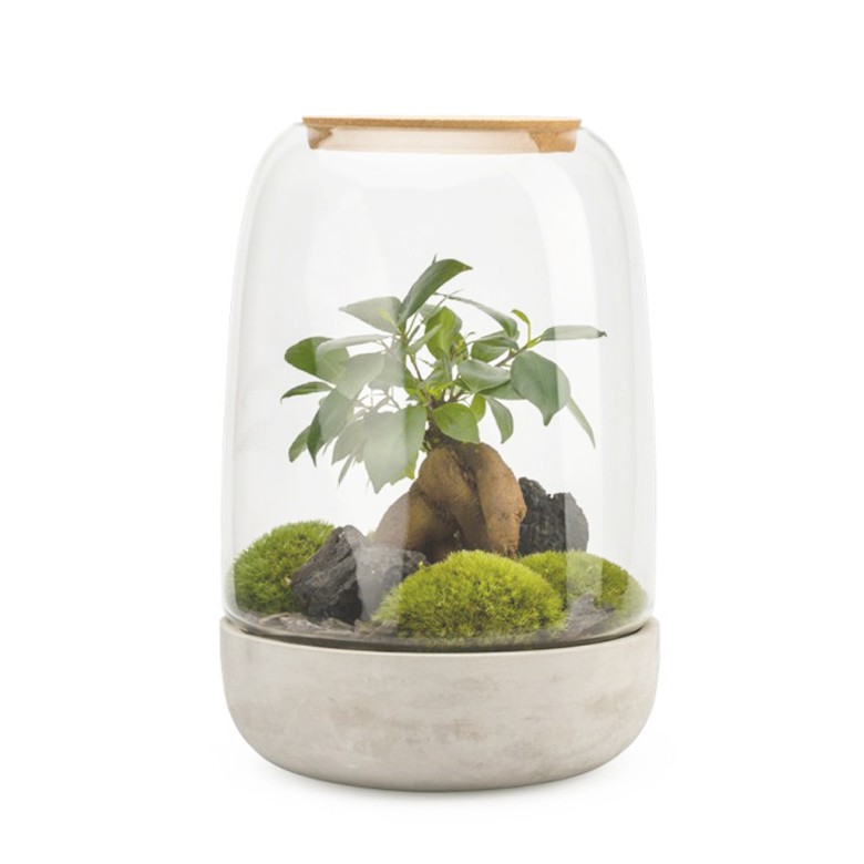 Terrarium _Selwara_Op_Lis