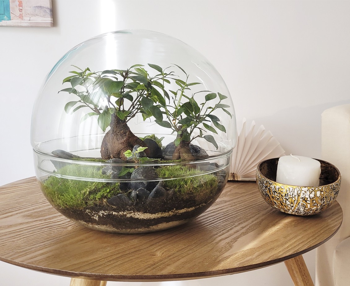Selwara terrarium