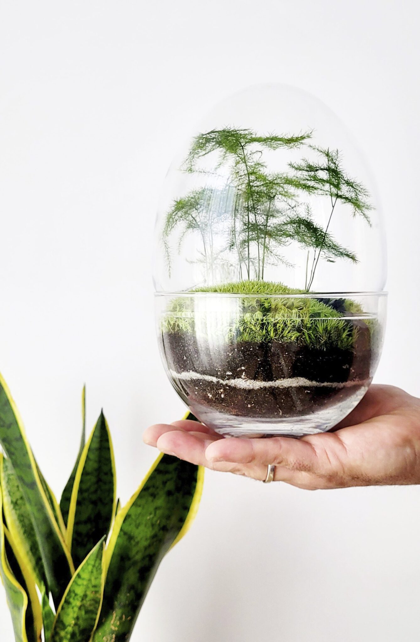 Selwara terrarium